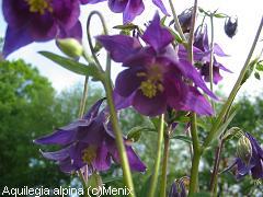 je cherche .. Aquilegia